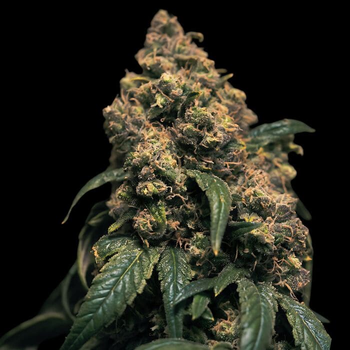 Big Bud Fast Version