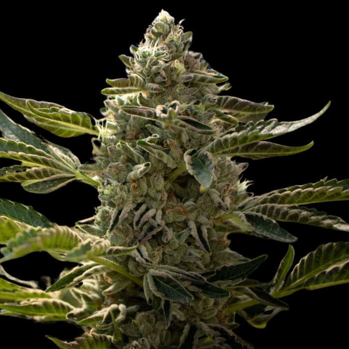 Bruce Banner Fast Version